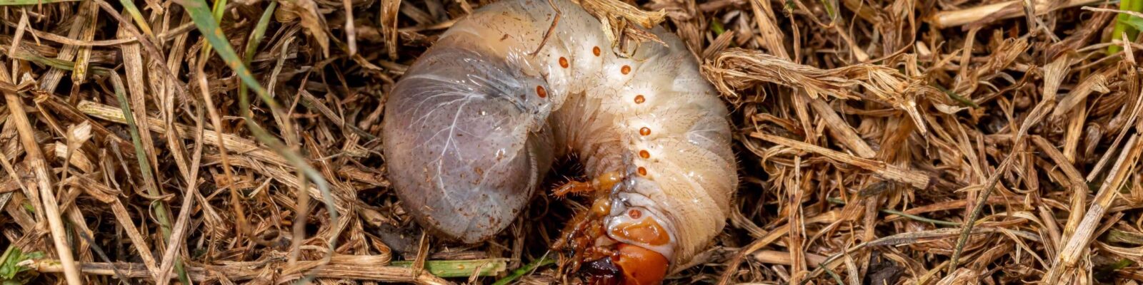 White lawn grub in brown, dead grass. Lawncare, insect and pest control concept. White grub larva with distinctive brown head and segmented body on soil and grass debris