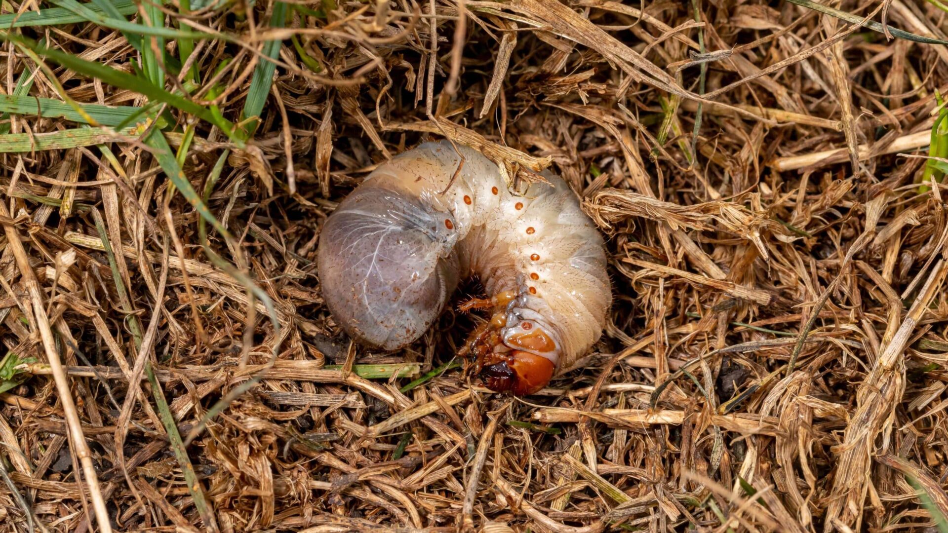 White grub larva with distinctive brown head and segmented body on soil and grass debris