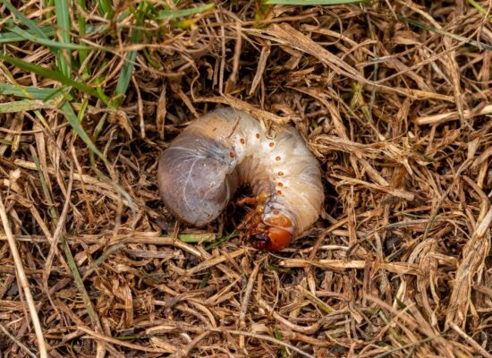 White lawn grub in brown, dead grass. Lawncare, insect and pest control concept. White grub larva with distinctive brown head and segmented body on soil and grass debris
