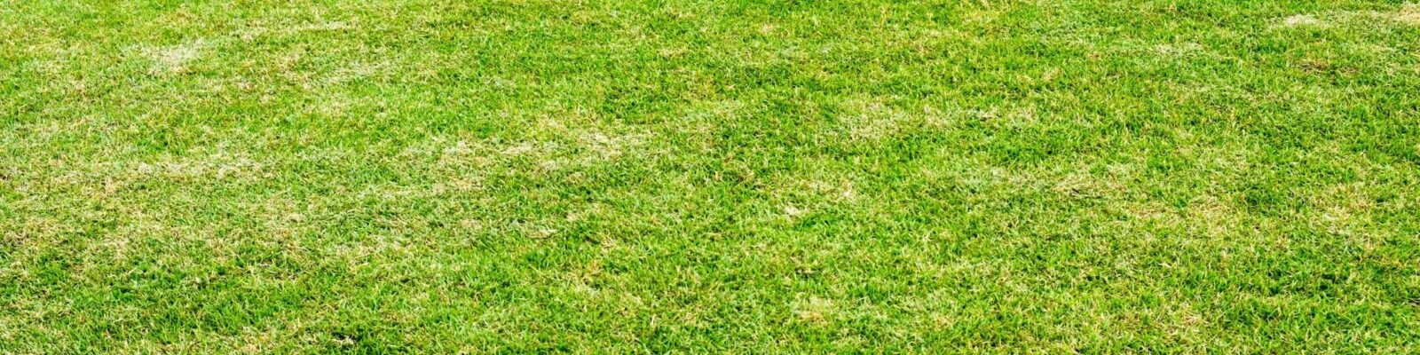 Lawn with armyworm damage showing patchy brown and dead grass areas throughout yard