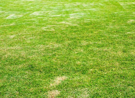 Lawn with armyworm damage showing patchy brown and dead grass areas throughout yard