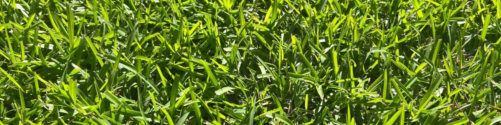 Close up of warm season lawn grass blades in the sun Close-up of healthy centipede grass blades showing vibrant green color and dense turf coverage