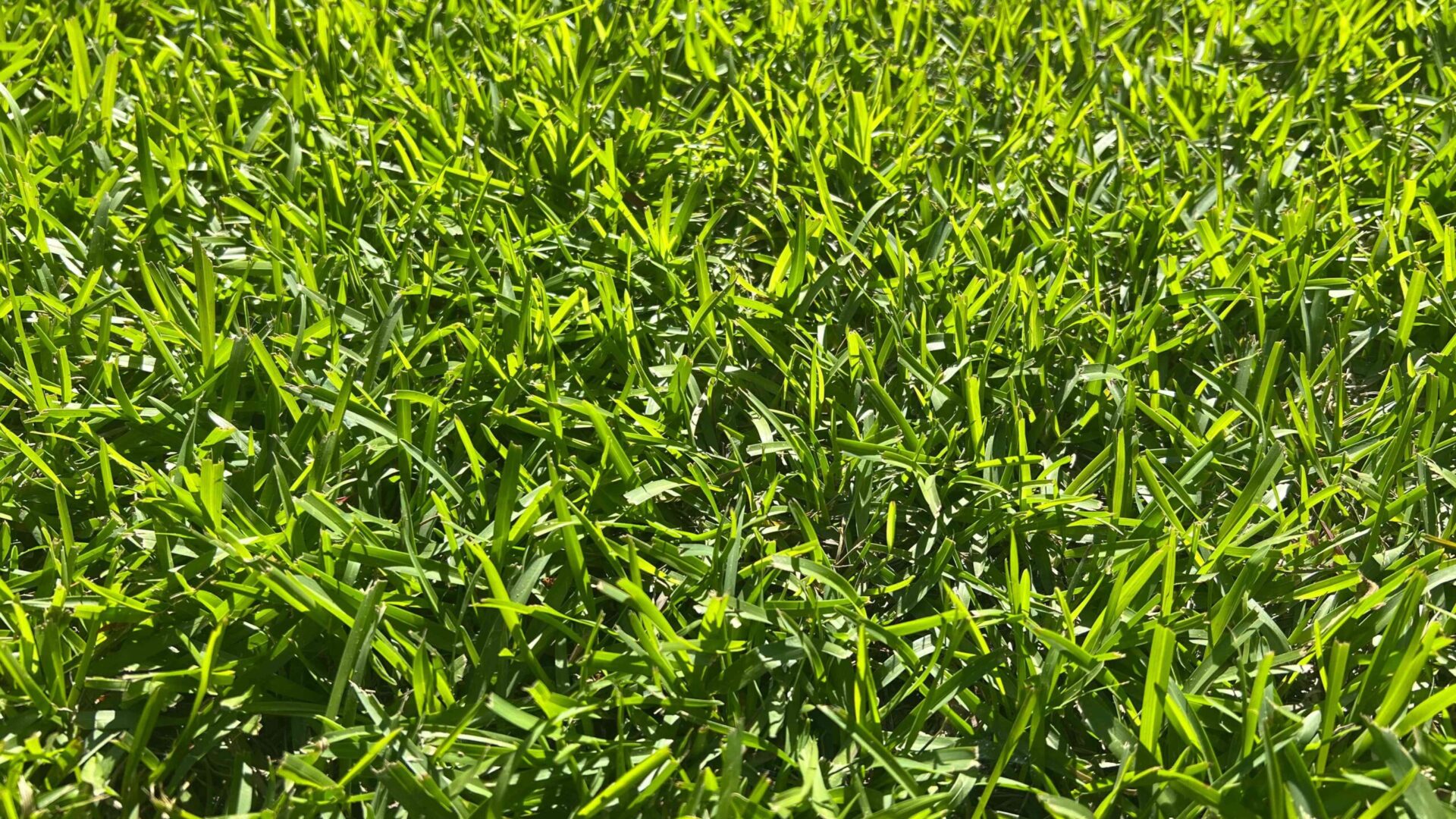 Close-up of healthy centipede grass blades showing vibrant green color and dense turf coverage