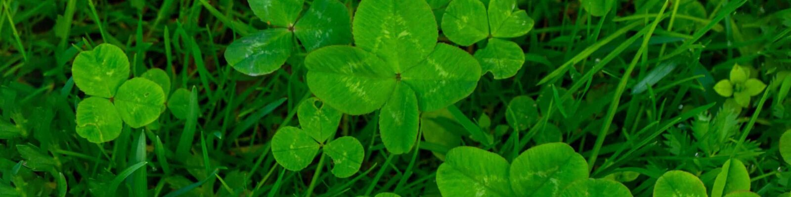 Close-up of clover weeds growing in lawn grass, showing common weed identification for lawn care