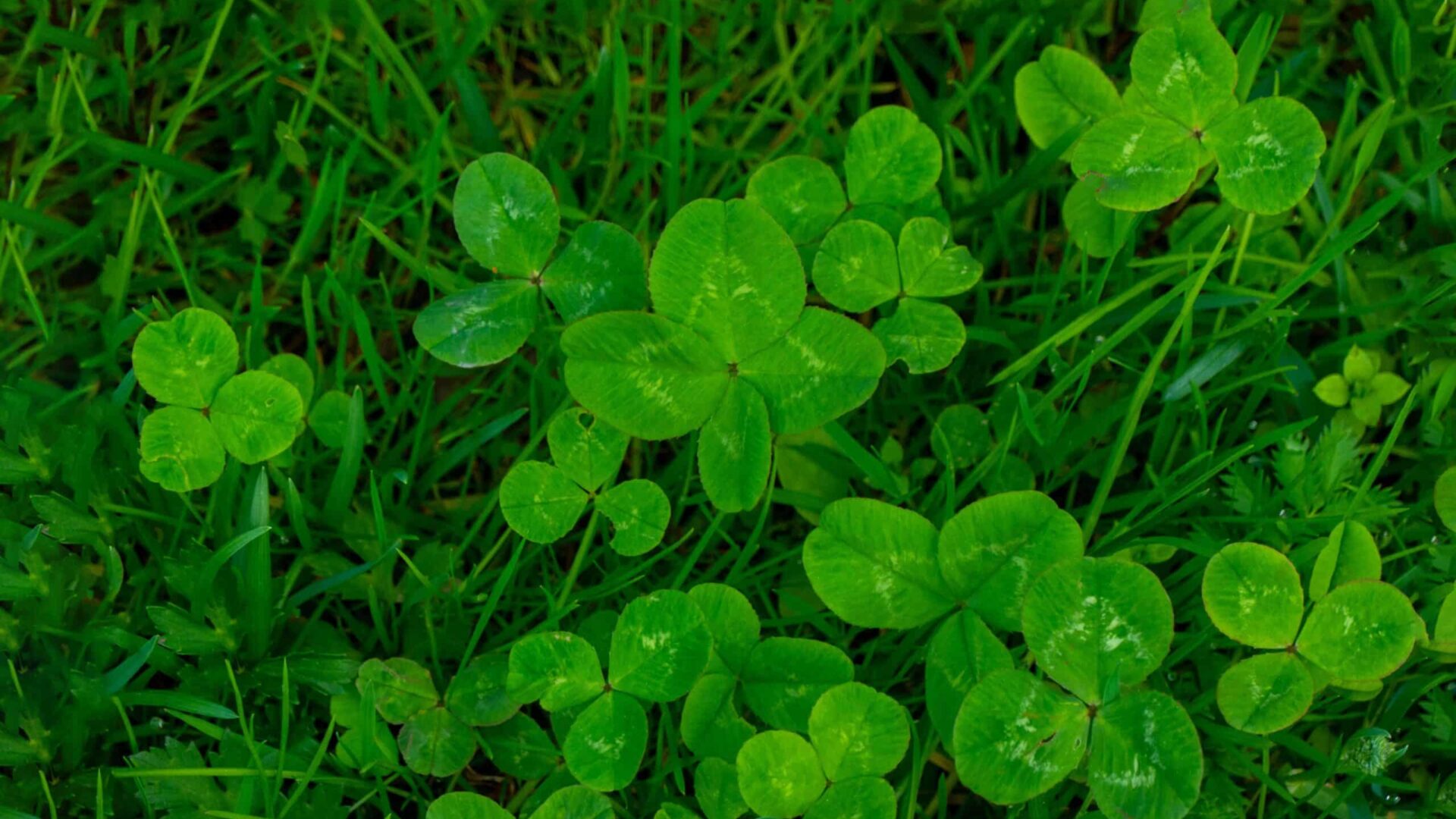 Close-up of clover weeds growing in lawn grass, showing common weed identification for lawn care