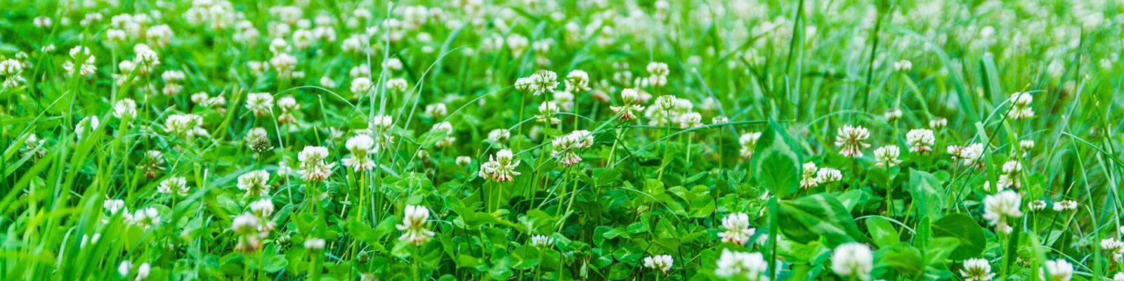 White clover flowers blooming in residential lawn with green grass and wooden fence background
