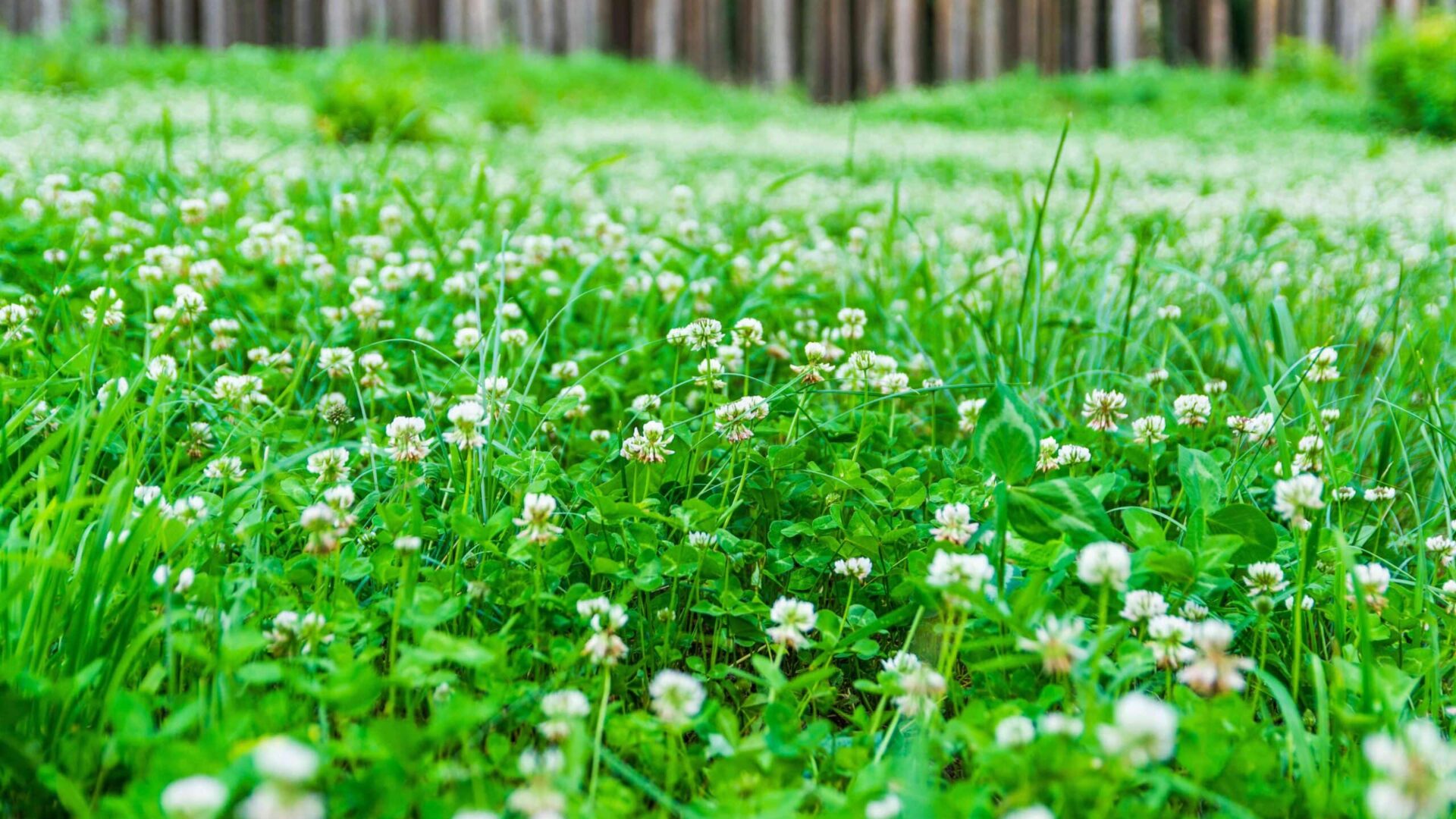 White clover flowers blooming in residential lawn with green grass and wooden fence background