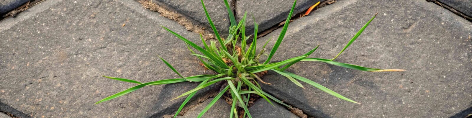 Close-up of crabgrass growing through pavers, showing distinctive weed growth pattern in lawn