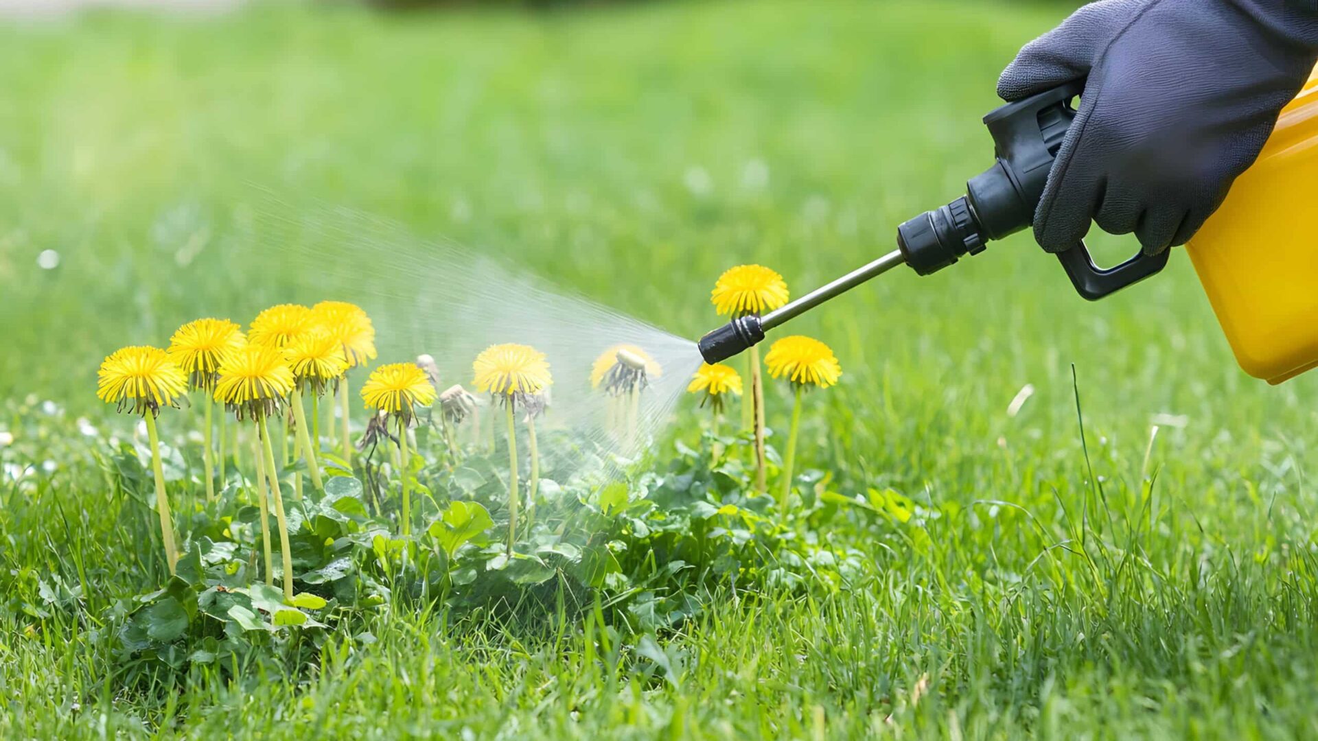 Professional weed control treatment spraying dandelions in residential lawn with yellow spray equipment