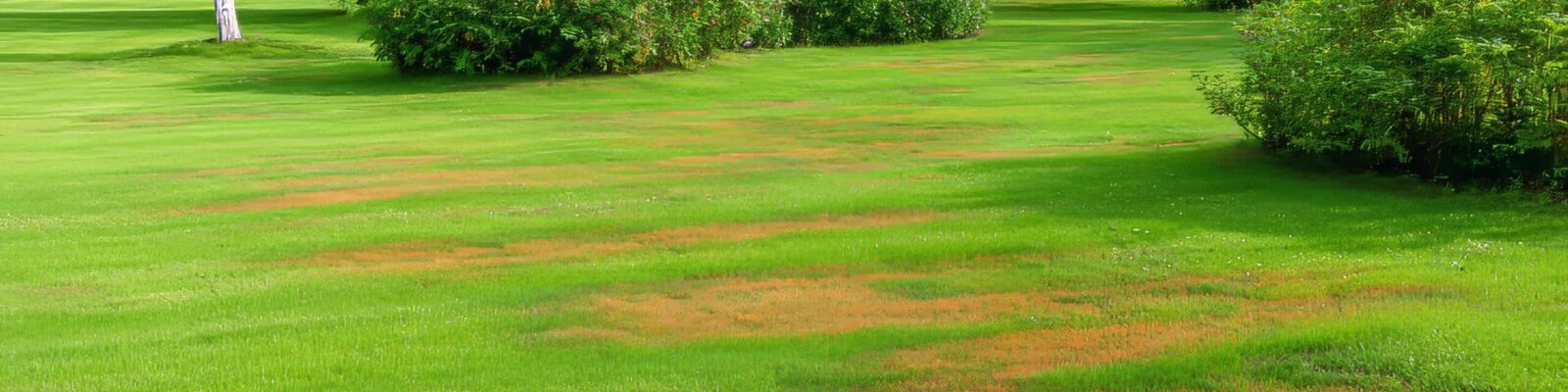 Residential lawn with dollar spot disease showing brown and tan circular patches in green grass near landscaped bushes
