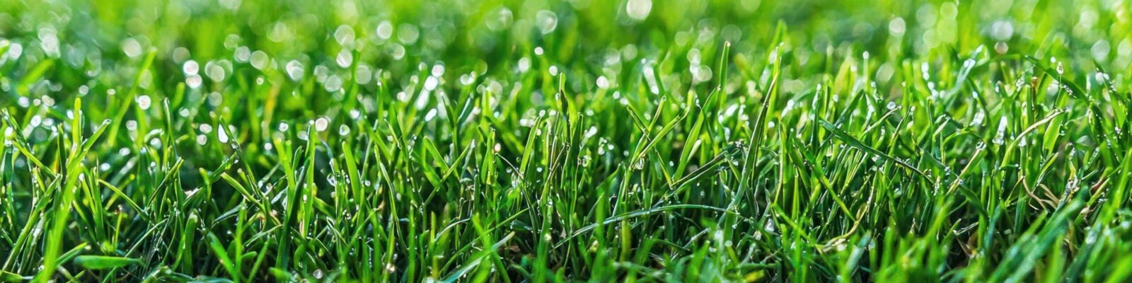 Close-up of healthy green fescue grass blades showing vibrant lawn growth and turf health