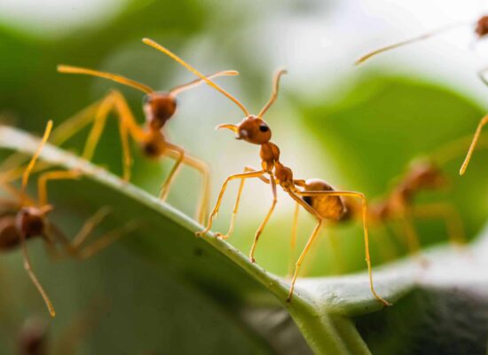 fire-ant-infestation Close-up of fire ants on a green leaf, showing detailed pest identification for ant control
