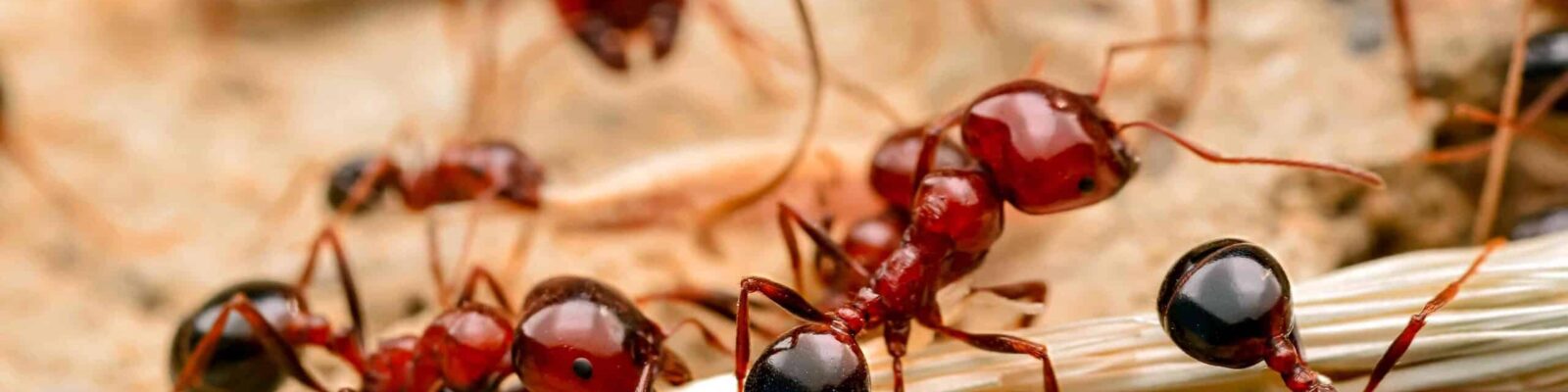 Close-up of fire ants with reddish-brown bodies crawling on sandy ground