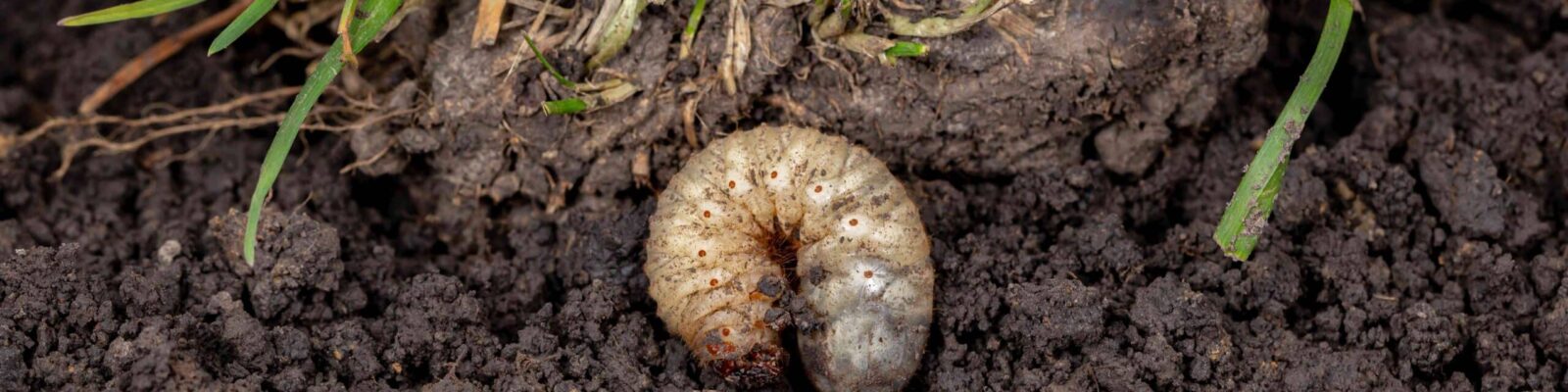 White lawn grub in soil with grass. Lawncare, insect and pest control concept. White grubs in soil showing lawn damage and pest infestation requiring professional grub control treatment