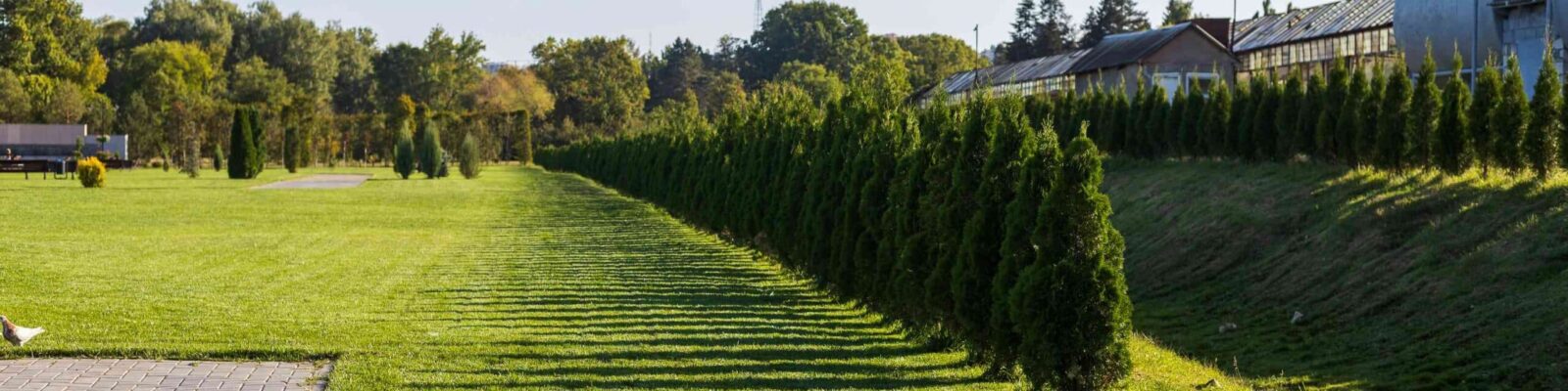 healthy-lawn-protection Lush green lawn with professional lawn care maintenance and manicured hedges along property edge