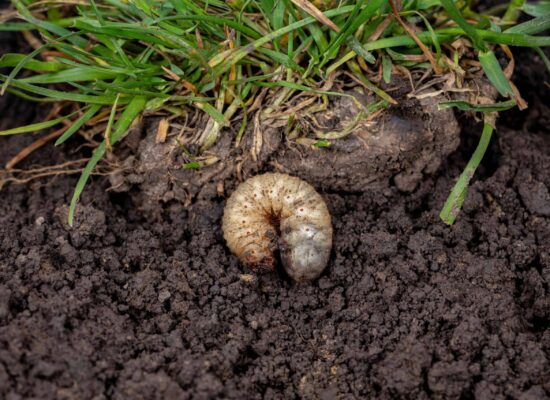 White lawn grub in soil with grass. Lawncare, insect and pest control concept. Japanese beetle grubs in soil showing larval stage pest damage to lawn and roots