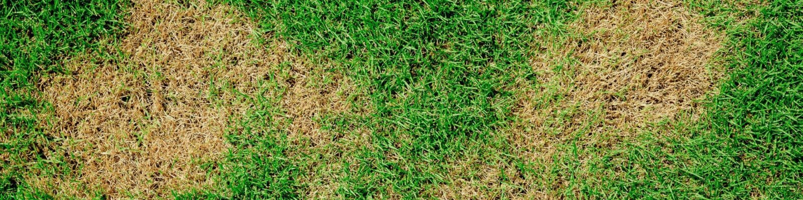 Lawn rust disease damage showing brown and tan patches on green grass lawn