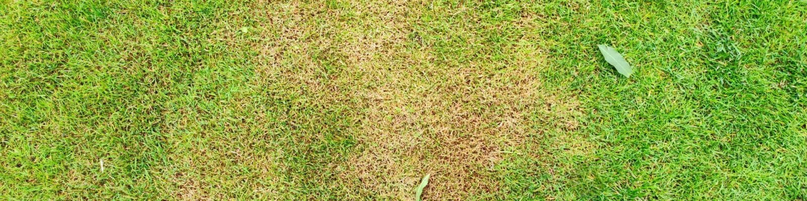 Lawn rust disease affecting grass with brown and tan discolored patches on green turf