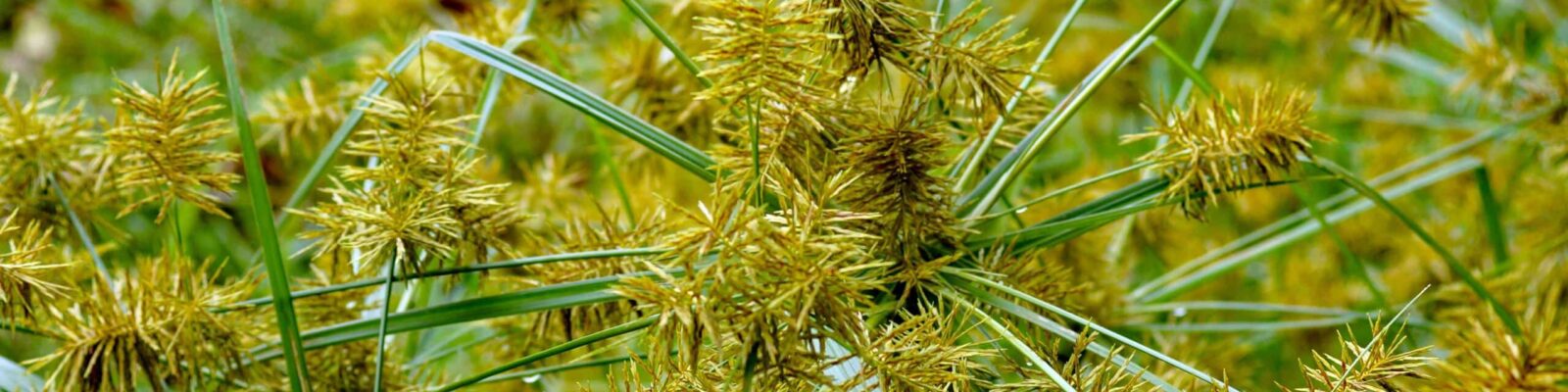 Close-up of yellow nutsedge weeds with green stems in lawn grass showing weed infestation