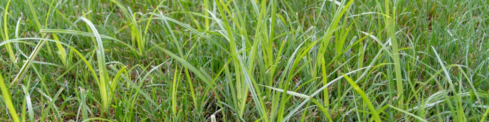 Close-up of nutsedge infestation in lawn showing yellow-green sedge plants growing among grass