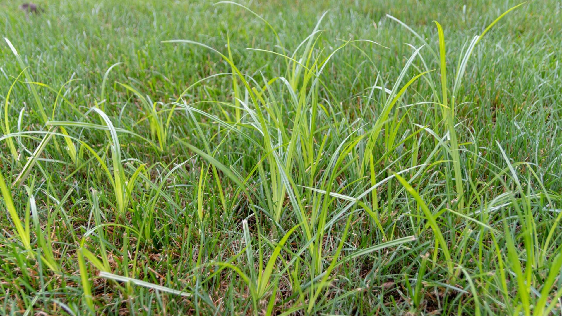 Close-up of nutsedge infestation in lawn showing yellow-green sedge plants growing among grass