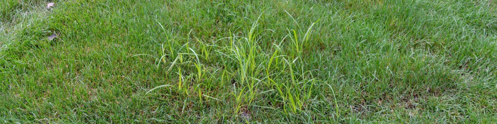 Nutsedge weeds growing in residential lawn grass showing weed infestation problem