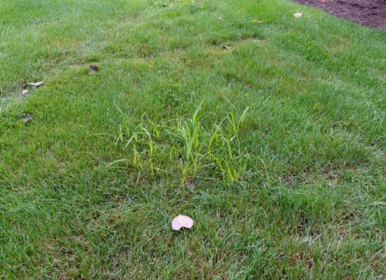 Nutsedge weeds growing in residential lawn grass showing weed infestation problem