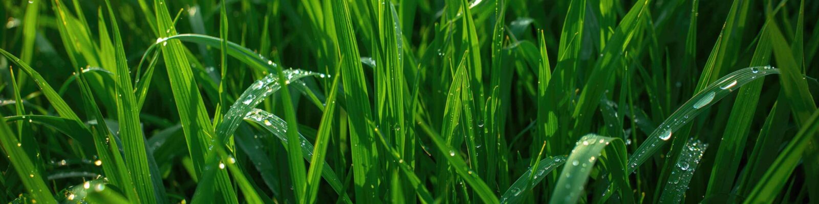 Close-up of dew-covered ryegrass pasture under sunlight, showcasing texture and vibrant green hues Close-up of healthy green ryegrass blades with water droplets, showing lush lawn growth and grass health