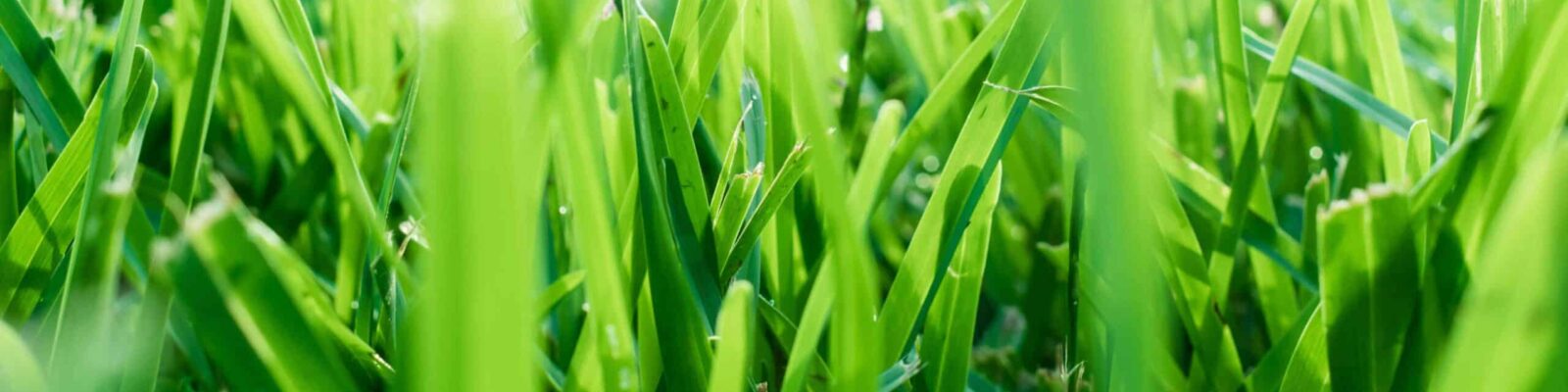 Close-up of healthy green St. Augustine grass blades with water droplets showing vibrant lawn health