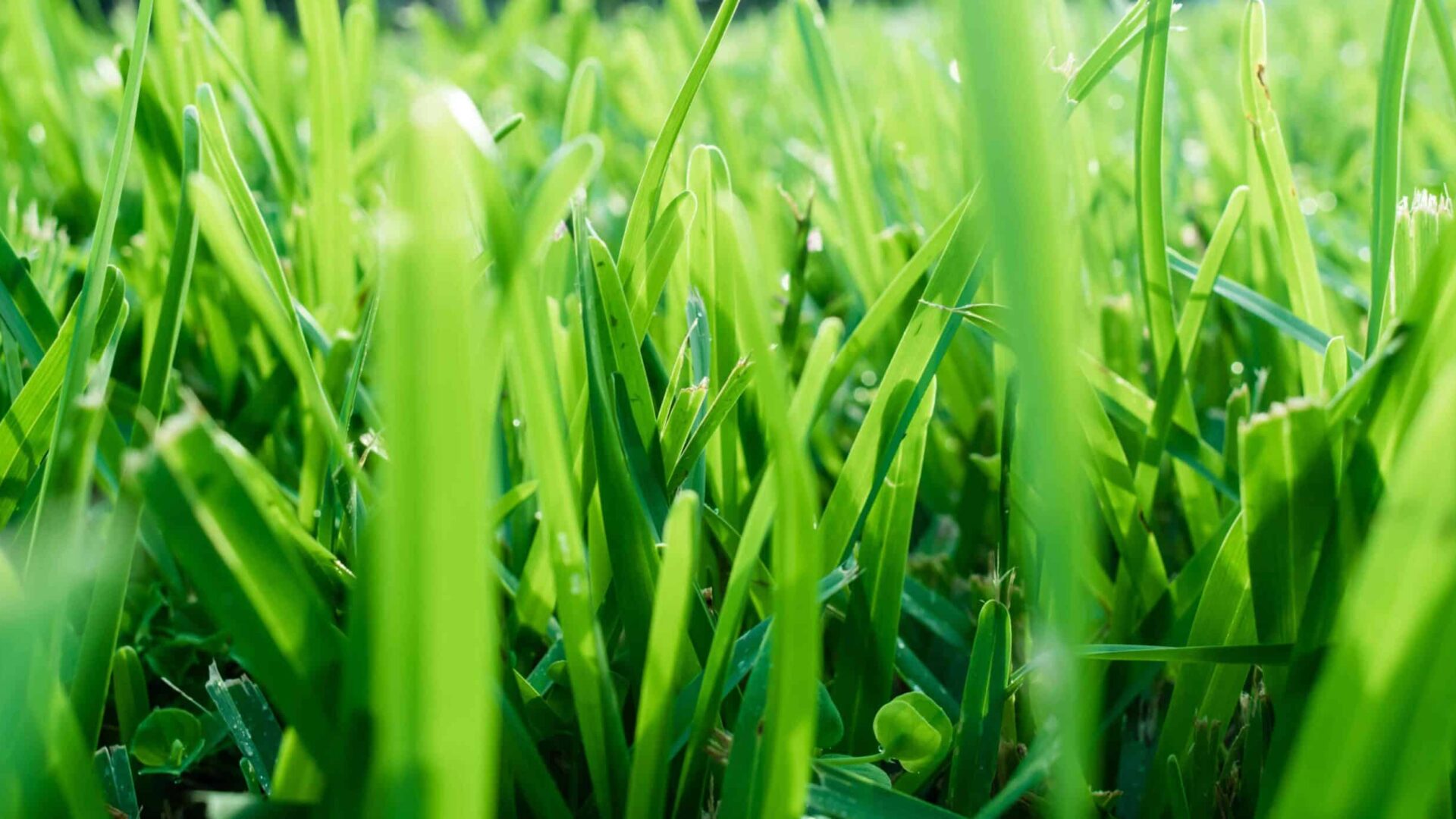 Close-up of healthy green St. Augustine grass blades with water droplets showing vibrant lawn health