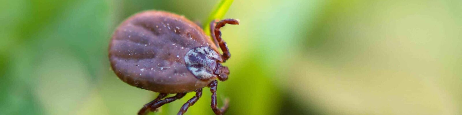 Close-up of a tick on grass blade, showing pest identification for tick control services