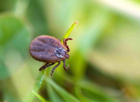 Close-up of a tick on grass blade, showing pest identification for tick control services