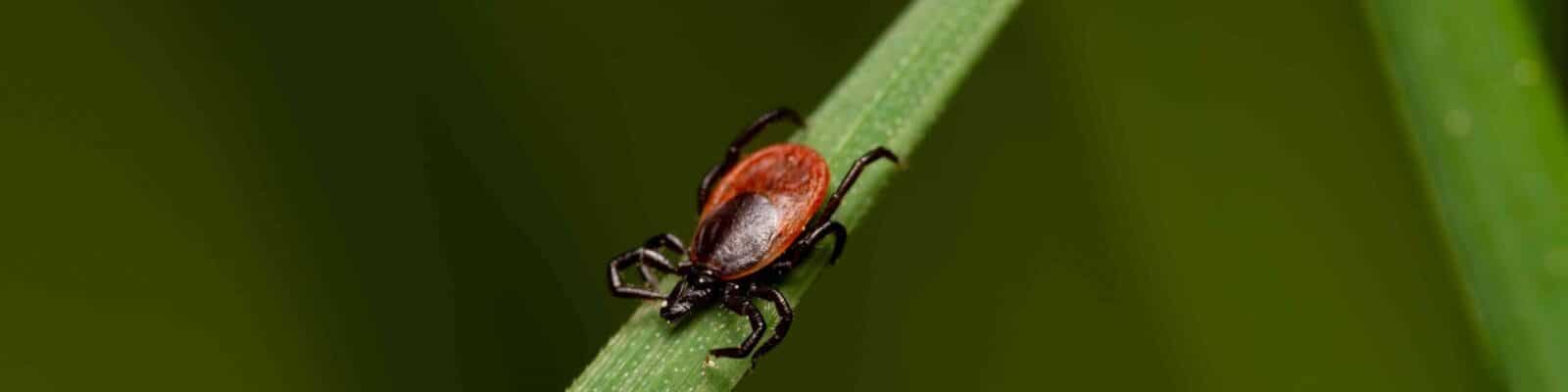Brown tick on grass blade, close-up showing pest identification for lawn tick control