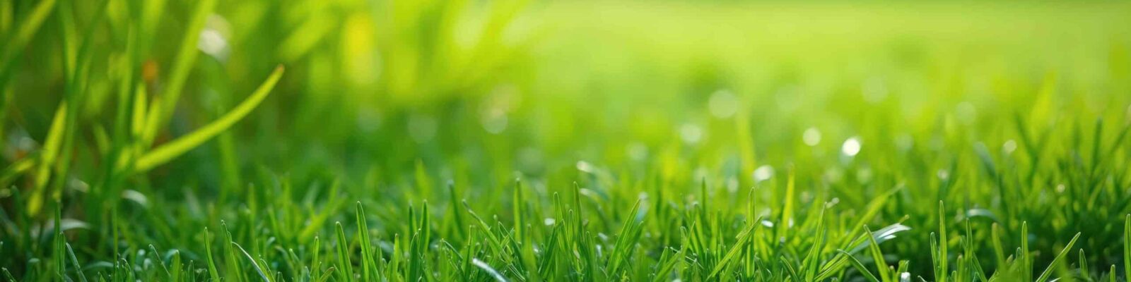Close-up of healthy green zoysia grass blades with morning dew drops and blurred lawn background